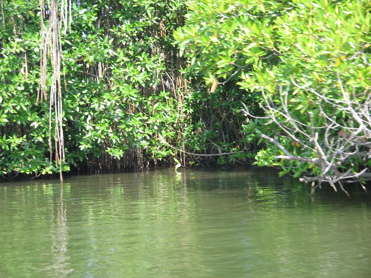 Little Swan Guest House Bentota Exterior foto